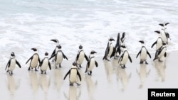 A group of endangered African penguins walk on a beach at Cape Town's famous Boulders penguin colony, a popular tourist attraction and an important breeding site for African penguins that are suffering an outbreak of avian flu in Cape Town, South Africa, 