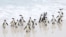 A group of endangered African penguins walk on a beach at Cape Town's famous Boulders penguin colony, a popular tourist attraction and an important breeding site for African penguins that are suffering an outbreak of avian flu in Cape Town, South Africa, 