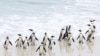 جنوبی افریقہ میں معدومی کے خطرے سے دوچار پینگوئنز برڈ فلو کا شکار