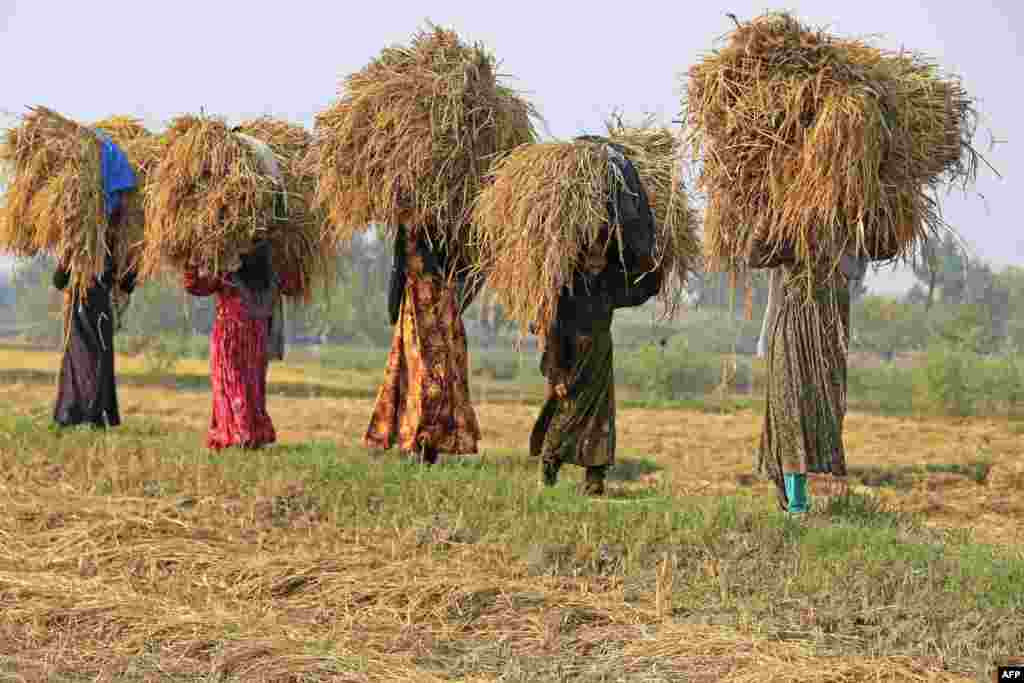 Sholizor ishchilari. Lag&#39;mon, Afg&#39;oniston.&nbsp;