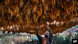 Farmer Nazih Sabra checks tobacco leaves at his farm at Harf Beit Hasna village, in Dinnieh province, north Lebanon, Sept. 7, 2022.