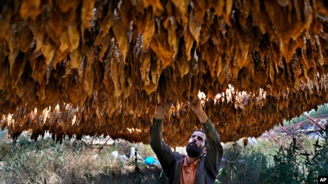 Farmer Nazih Sabra checks tobacco leaves at his farm at Harf Beit Hasna village, in Dinnieh province, north Lebanon, Sept. 7, 2022.