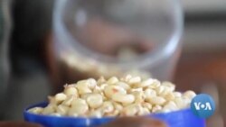 Kenyan Museums, Farmers Conserve Indigenous Seeds as GMOs Are Legalized

