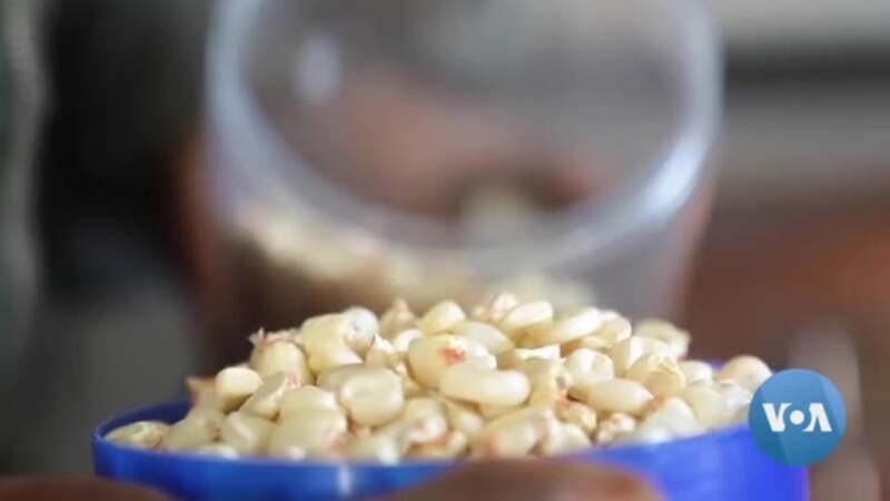 Kenyan Museums, Farmers Conserve Indigenous Seeds as GMOs Are Legalized