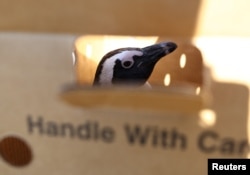 FILE - An African penguin is seen in a box after it was injured at Cape Town's Boulders penguin colony in Cape Town, South Africa, Sept. 28, 2022.