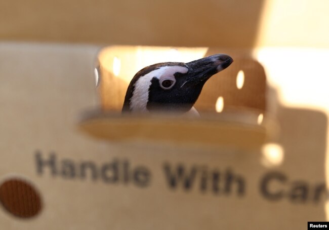 FILE - An African penguin is seen in a box after it was injured at Cape Town's Boulders penguin colony in Cape Town, South Africa, Sept. 28, 2022.