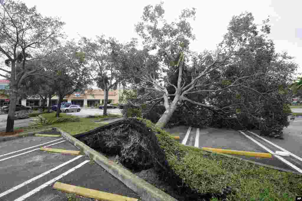 Un árbol arrancado de raíz por los fuertes vientos precedentes al huracán Ian yace en un estacionamiento de un centro comercial en Cooper City, Florida, el 28 el septiembre del 2022.