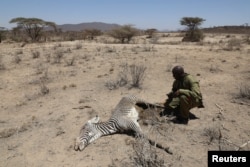 Andrew Letura, ecological and monitoring officer at the Grevy's Zebra Trust, kneels next to the carcass of an endangered Grevy's Zebra, which died during the drought, in the Samburu national park, Kenya, September 23, 2022. (REUTERS/Baz Ratner)
