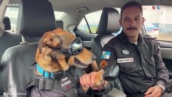 Փրկարար շունը, որը դարձել է Բրազիլիայի ոստիկանության թալիսման_1.mp4