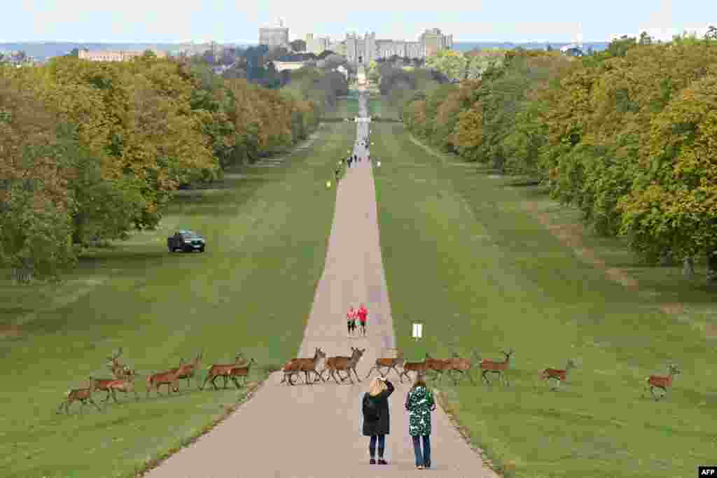 A herd of deer crosses the Long Walk, outside Windsor Castle in Windsor, west of London.