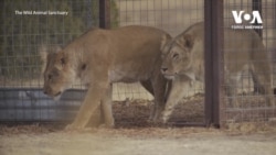 Леви з Одеського біопарку знайшли притулок у штаті Колорадо – історія порятунку. Відео