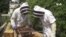 Pollinators