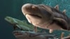 ฟอสซิลปลาจากจีนช่วยนักวิจัยเข้าใจวิวัฒนาการฟันของสัตว์น้ำโบราณ