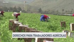 California amplía derechos sindicales de trabajadores agrícolas