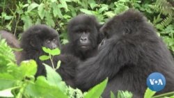 GorillaGram: Tourism Influencers