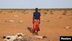 FILE - An internally displaced Somali man looks at the carcass of his dead livestock following severe droughts near Dollow, Gedo Region, Somalia May 26, 2022.