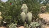 Usaha Sirup Kaktus di Tuszon Arizona