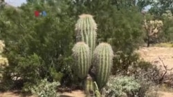 Usaha Sirup Kaktus di Tuszon Arizona