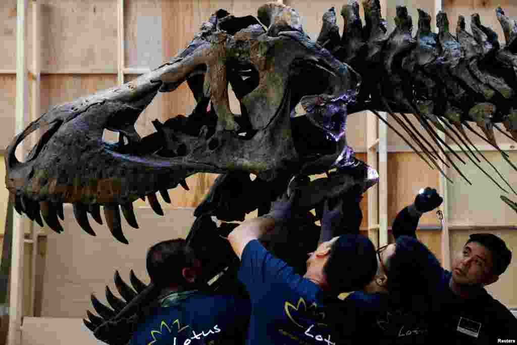 Shen the T. rex, a 1.4-ton Tyrannosaurus Rex dinosaur skeleton that is being offered for auction by Christie&#39;s, is assembled for display at the Victoria Theatre &amp; Concert Hall in Singapore, October 27, 2022.