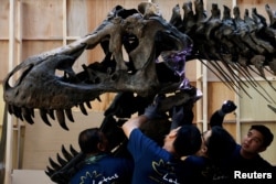 FILE - Shen the T. rex, a 1.4-tonTyrannosaurus Rex dinosaur skeleton that is being offered for auction by Christie's, is assembled for display at the Victoria Theatre & Concert Hall in Singapore, October 27, 2022. (REUTERS/Edgar Su)
