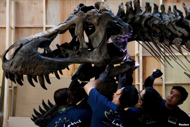 FILE - Shen the T. rex, a 1.4-tonTyrannosaurus Rex dinosaur skeleton that is being offered for auction by Christie's, is assembled for display at the Victoria Theatre & Concert Hall in Singapore, October 27, 2022. (REUTERS/Edgar Su)