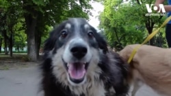 მიუსაფარი ძაღლები ომში