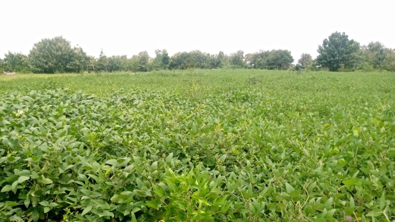 Les producteurs togolais accusent les agréments tardifs de gâcher la commercialisation du soja