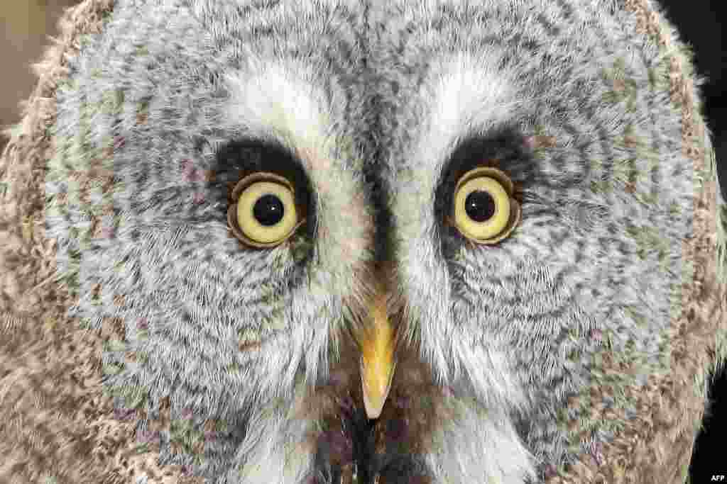 A Ural owl (Strix uralensis) is seen during a bird show at the Kuwait University College of Education in Kuwait Cit.