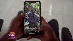 Rwanda’s New Gorillagram to Promote Citizen Participation in Gorilla Conservation
