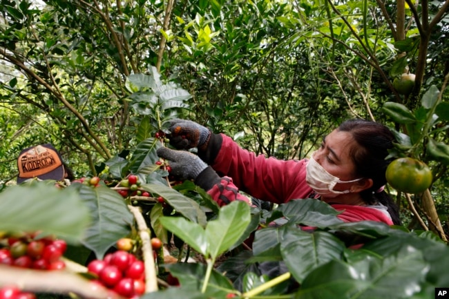 Seorang pekerja perempuan memetik biji-biji kopi saat panen di sebuah perkebunan di Desa Ulian, Bali (foto: ilustrasi).