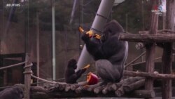 Բելգիայի կենդանաբանական այգու կենդանիները՝ Հելոուինին ընդառաջ_1.mp4