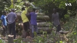 Sédentariser les paysans pour mieux préserver la forêt, un défi en RDC