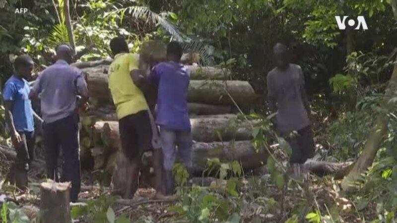 Sédentariser les paysans pour mieux préserver la forêt, un défi en RDC