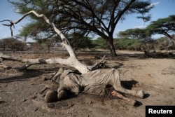 Jenazah gajah yang mati saat kemarau terlihat di Cagar Nasional Shaba, Kabupaten Isiolo, Kenya, 22 September 2022. (Foto: REUTERS/Baz Ratner)