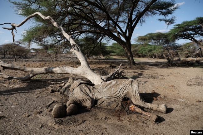 The body of an elephant that died during the drought is seen in the Shaba National Reserve, Isiolo county, Kenya, September 22, 2022. (REUTERS/Baz Ratner)