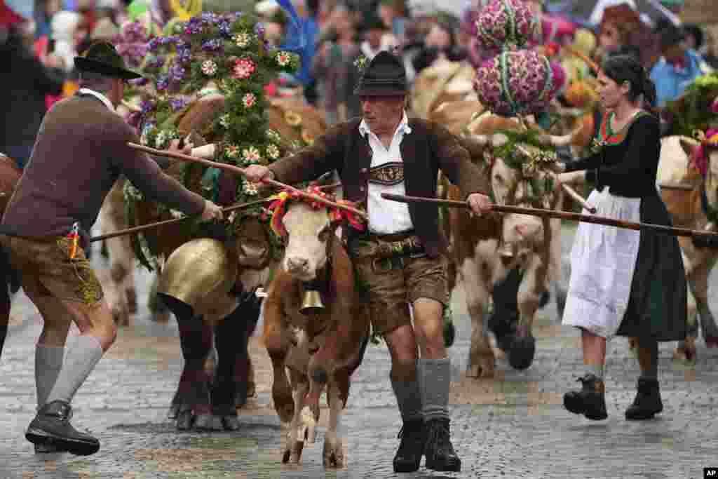 Bavarian mountain farmers return their cattle from summer pastures near Berchtesgaden, Germany.