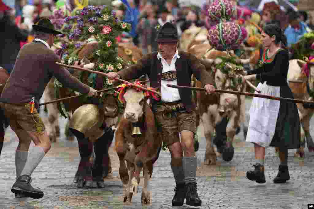 កសិករ​តាម​តំបន់​ជ្រលង​ភ្នំ Bavaria គង្វាល​គោ​ត្រឡប់​ពី​​តំបន់​វាលស្មៅ​​សម្រាប់​រដូវ​ក្តៅ ដែល​ស្ថិត​ជិត​ក្រុង Berchtesgaden ​ក្នុង​ប្រទេស​អាល្លឺម៉ង់។