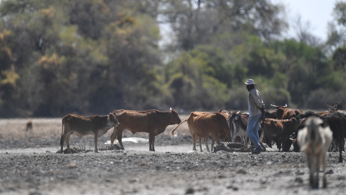 Botswana Farmers Welcome Lifting of EU Beef Export Ban