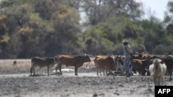 FILE - A farmer walks by his cattle in Botswana's Okavango Delta on Sept. 28, 2019, during a drought year. 