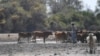 FILE - A farmer walks by his cattle in Botswana, Sept. 28, 2019.