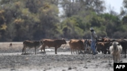 FILE - A farmer walks by his cattle in Botswana, Sept. 28, 2019.