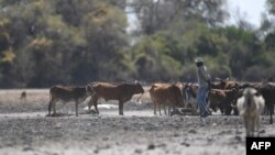 FILE - A farmer walks by his cattle in the Okavango Delta on Sept. 28, 2019, during a drought year in Botswana. 