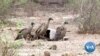 Botswana Reports Surge in Vulture Killings for Traditional Medicine