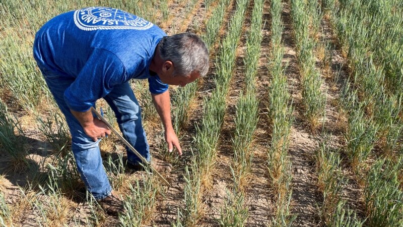 US Farmers Concerned about Winter Wheat Crops