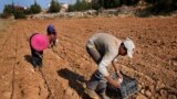 Farmers plant potatoes at Harf Beit Hasna village, in Dinnieh province, north Lebanon, Sept. 7, 2022.