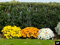 This October, 2022, image provided by Jessica Damiano shows perennial chrysanthemums planted directly in a garden bed on Long Island, NY.