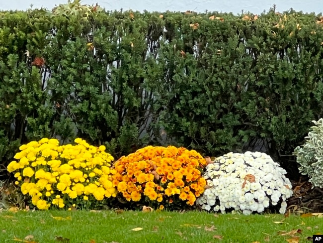 This October, 2022, image provided by Jessica Damiano shows perennial chrysanthemums planted directly in a garden bed on Long Island, NY.