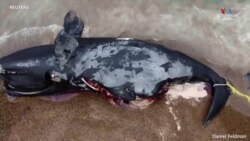 Առնվազն 13 սատկած կետաձուկ՝ Արգենտինական Պատագոնիայում_1.mp4