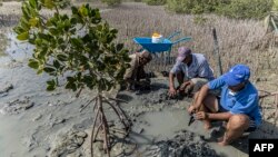 Les palétuviers absorbent cinq fois plus de carbone que les forêts terrestres, filtrent la pollution de l'eau, protègent des températures extrêmes et forment une barrière naturelle contre la montée des eaux.