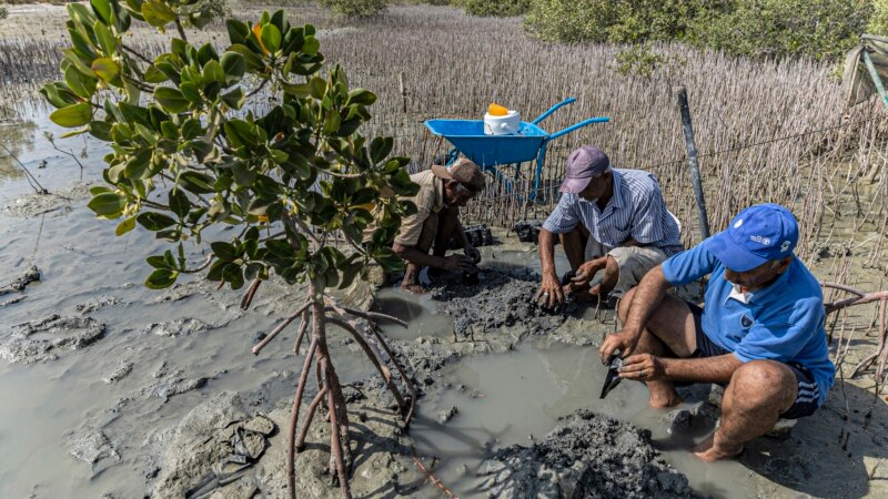 En Égypte, les mangroves renaissent malgré le tourisme de masse